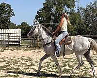 back-thoroughbred-horse