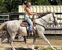 barn-thoroughbred-horse