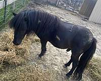 miniature-horse-for-sale