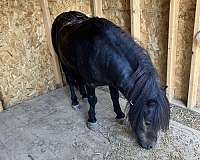 miniature-stallion
