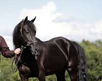 all-around-tennessee-walking-horse