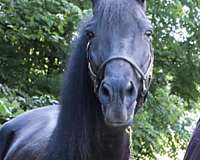 equitation-tennessee-walking-horse