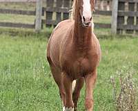 fancyhorse-warmblood-horse