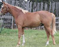 flaxen-warmblood-horse