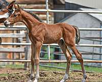 eventing-westphalian-pony
