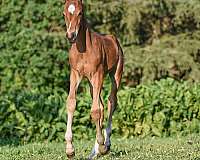 hunter-jumper-westphalian-pony