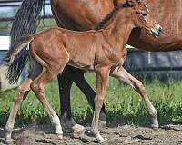 pony-club-westphalian