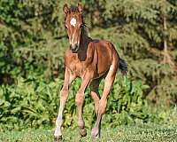 driving-westphalian-pony