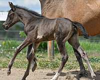 pleasure-driving-westphalian-horse