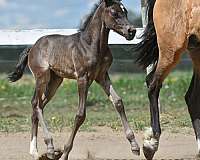 smokey-black-star-sock-horse
