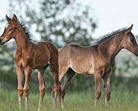 weste-westphalian-horse