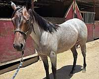 aqha-quarterhorse-bayroan-roanfilly-aqhafilly-hancock-reminic-hancockhorse-ranchhorseprospect-perfor