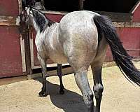aqha-quarterhorse-bayroan-roanfilly-aqhafilly-hancock-reminic-hancockhorse-ranchhorseprospect-perfor