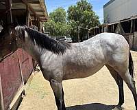 aqha-quarterhorse-bayroan-roanfilly-aqhafilly-hancock-reminic-hancockhorse-ranchhorseprospect-perfor