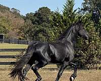 friesian-horse-for-sale