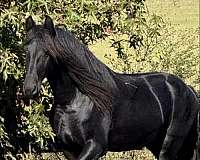 friesian-horse
