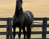 friesian