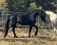 gelding