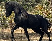 dressage-friesian-horse
