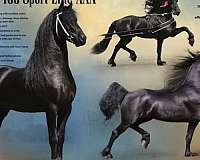 experienced-friesian-horse