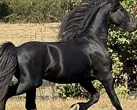 friesian-gelding