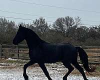 sport-friesian-horse