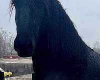stallion-friesian-horse