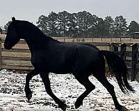 started-under-saddle-friesian-horse