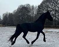dressage-gelding
