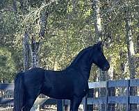 driving-gelding