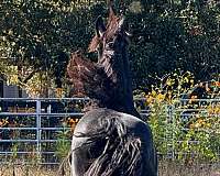 dressage-mare
