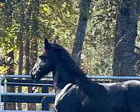 dressage-stallion