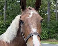 15-hand-draft-gelding