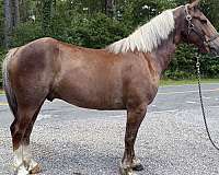 sorrel-gelding-for-sale