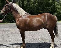 sorrel-draft-gelding