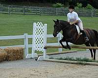 therapy-welsh-cob-horse