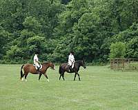 black-welsh-cob-mare