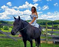 black-welsh-cob