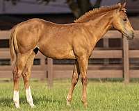 14-hand-quarter-horse-filly