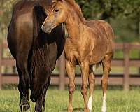 14-hand-quarter-horse