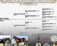 14-hand-filly