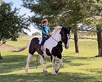 all-around-percheron-horse