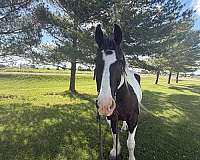 athletic-percheron-horse