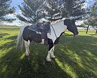 beginner-percheron-horse