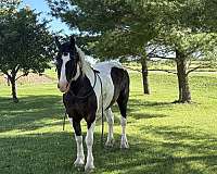 cowboy-mounted-shooting-percheron-horse