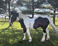cross-percheron-horse