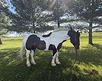 draft-percheron-horse