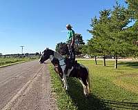 dressage-percheron-horse
