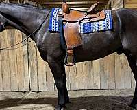 pleasure-quarter-horse