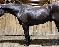 trail-quarter-horse